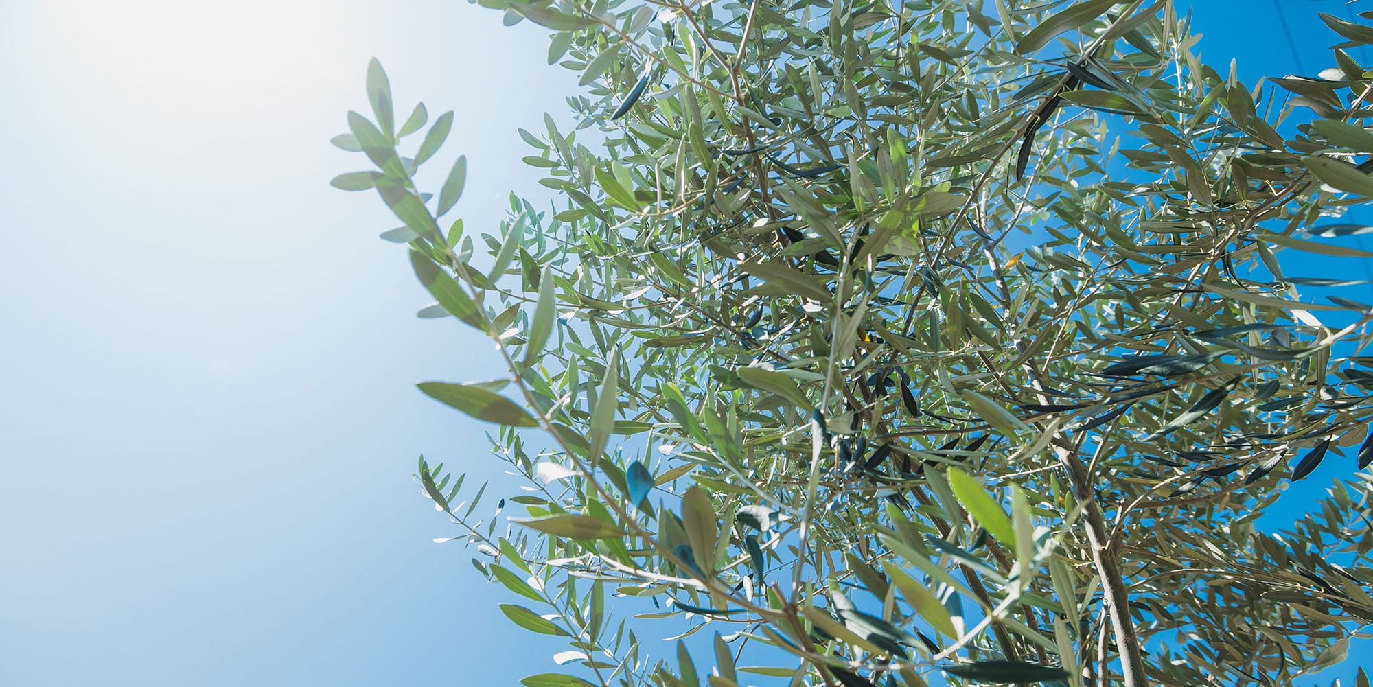 The Olive Tree Pet Cemetery